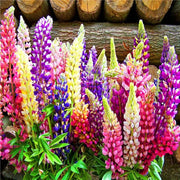 Russell Hybrid Mix Lupine Seeds