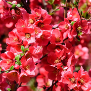 Japanese Quince Chaenomeles Japonica Seeds
