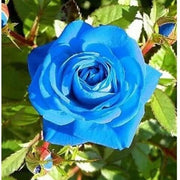Blue Rose Seeds