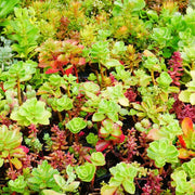 Mixed Perennial Star Sedum Seeds
