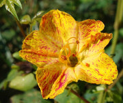 Yellow Red Four O'Clock Seeds