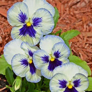 Shade Tolerant White Blue Pansy Seeds