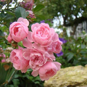 Pink Rose Seeds