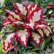 White and Red Hosta Seeds