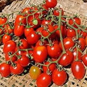 Grappoli D'Inverno Winter Cherry Tomato Seeds