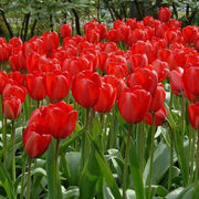 Red Tulip Seeds