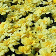 French Alumia Vanilla Cream Marigold Seeds
