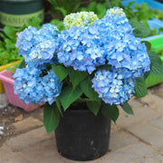 Blue Hydrangea Seeds
