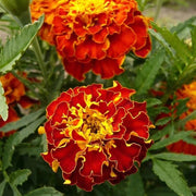 Safari Scarlet Marigold Seeds