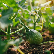 Round Zucchini Seeds