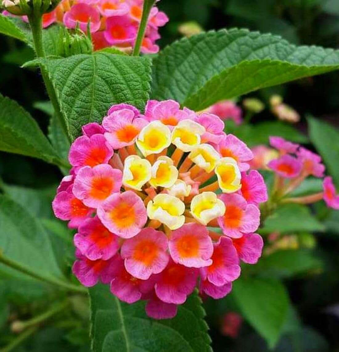 Wildflower Mix Lantana Seeds