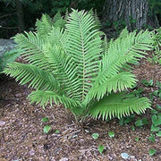 Green Fern Seeds - Flower Plant