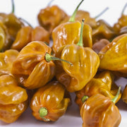 Habanero Mustard Pepper Seeds