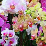 Mixed Doritaenopsis Orchid Seeds