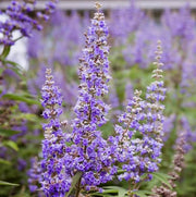 Vitex Agnus Castus Seeds - Herbal Seeds