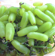 Moon Drop Green Grape Seeds