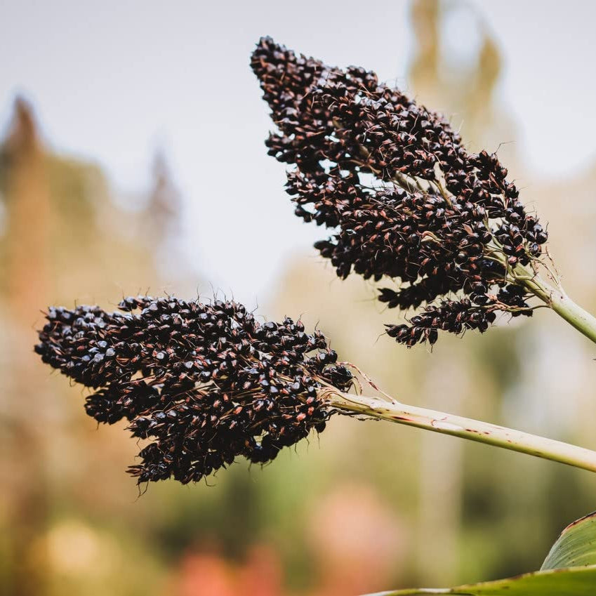 Black Sorghum Seeds