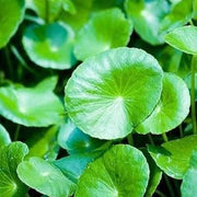 Spadeleaf Gotu Kola Seeds, Herbal