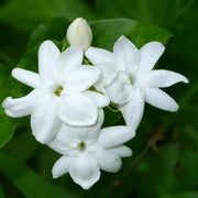 Jasmine Seeds, Arabian Jasminum Sambac