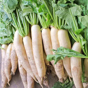 White Icicle Radish Seeds