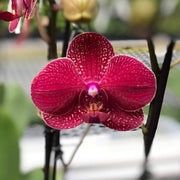 Deep Red Phalaenopsis Orchid Seeds