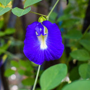 Purple Butterfly Pea Seeds