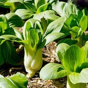 Pak Choi Seeds, Green