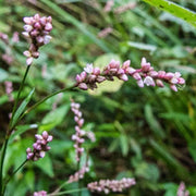 Pink Smartweed Seeds, Herbal