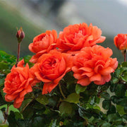 Dark Orange Climbing Rosa spp. Seeds