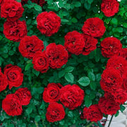 Red Rose Seeds
