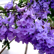 Lavender Trumpet Jacaranda Cuspidifolia Seeds