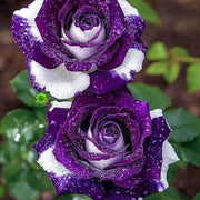 Violet White Rosa spp. Seeds