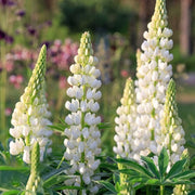 White Lupine Seeds