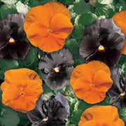 Halloween Mix Pansy Seeds