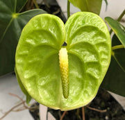 Light Green Anthurium Seeds, Herbal