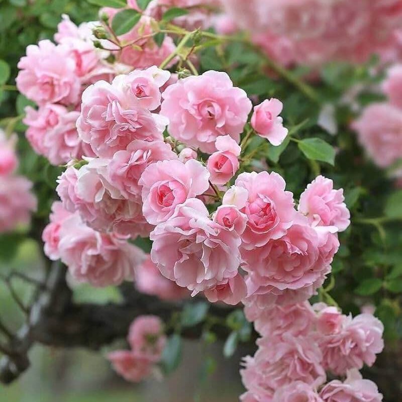 Pink Rose Seeds