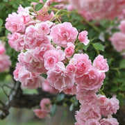 Pink Rose Seeds
