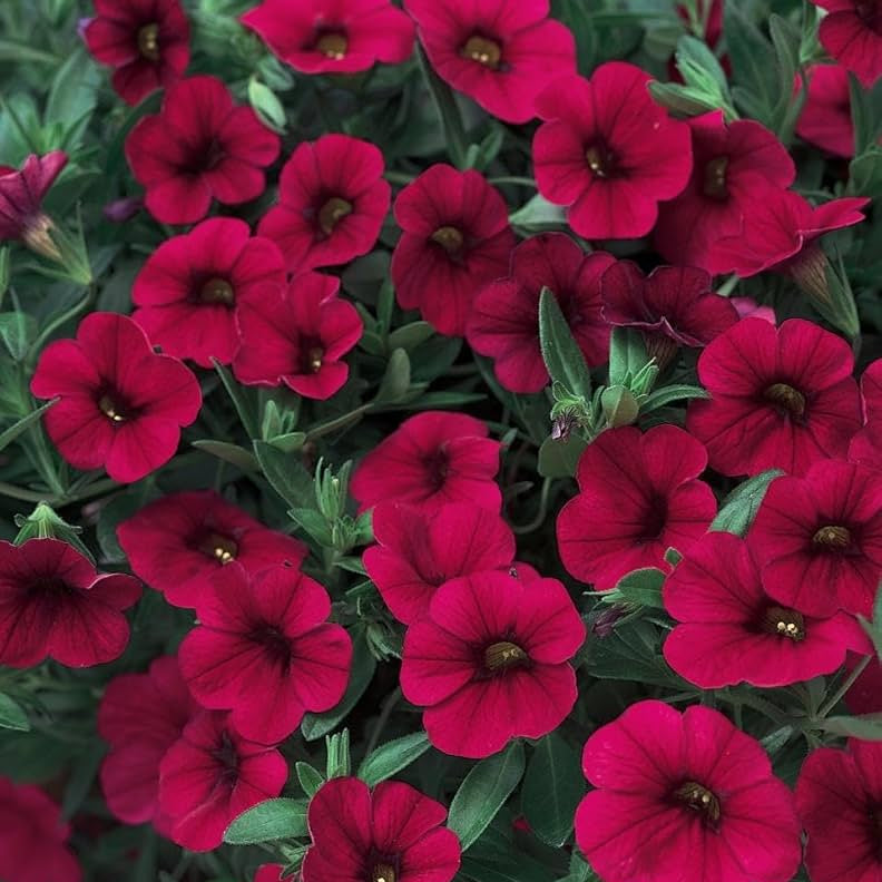 Maroon Color Petunias Seeds