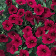 Maroon Color Petunias Seeds