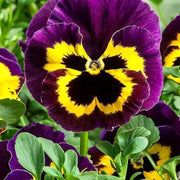 Dark Purple Yellow Pansy Seeds