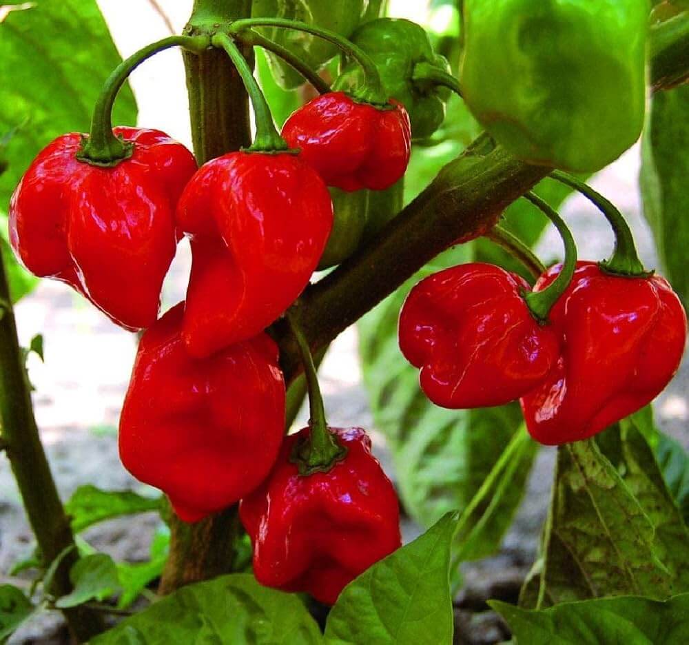Chili Habanero Pepper Seeds