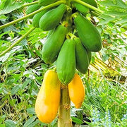 Pusa Delicious Papaya Seeds