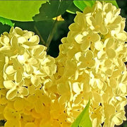 Yellow Lilac Seeds