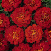 Red Marigold Seeds