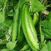 Tropical Winged Bean Seeds