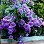 Fresh Violet Rosa spp. Seeds