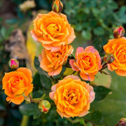 Gold Rose Rose Seeds