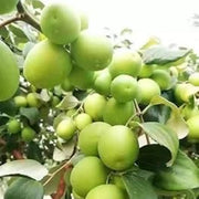 Jujube Apple Seeds