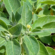 Green Ashwagandha Seeds, Herbal