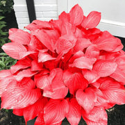 Red Perennial Hosta Seeds
